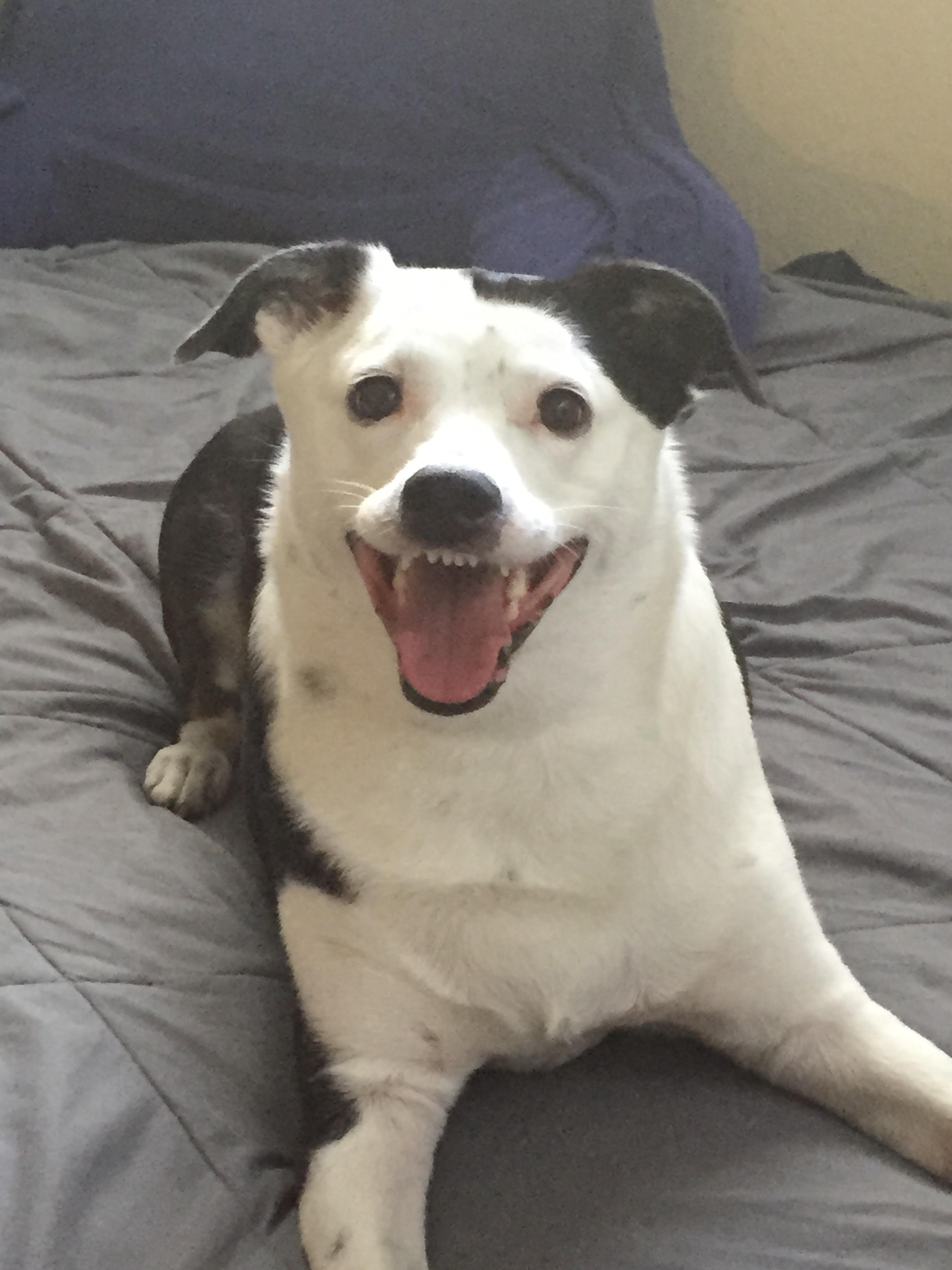 Bean, the dog who inspired HeyBean